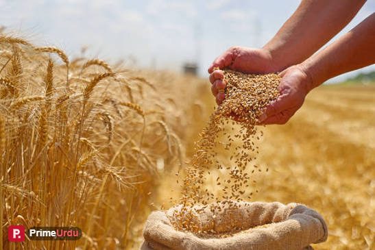 جنوبی وزیرستان لوئر میں گندم کے بیج کی قیمتیں مقرر، سرٹیفائیڈ اور بیسک بیج کتنے میں ملے گا؟
