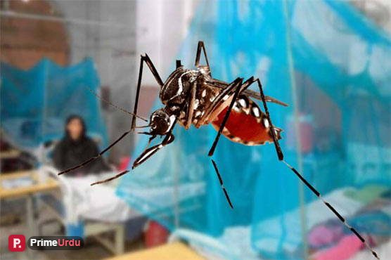 خیبرپختونخوا میں ڈینگی کے وار جاری، متاثرہ افراد کی تعداد کتنی ہوگئی؟